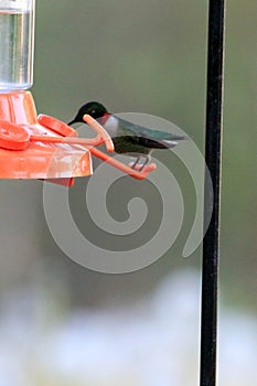 Ruby-throated Hummingbird feeding from feeder photo