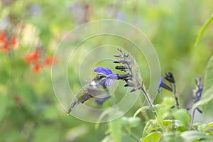 Ruby-throated Hummingbird Feeding in the Garden. photo