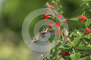 Ruby-throated Hummingbird Feeding on Red Sage.