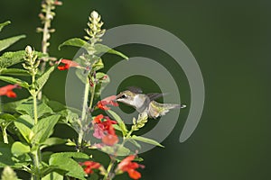 Ruby-throated Hummingbird feeding on Salvia coccinea.