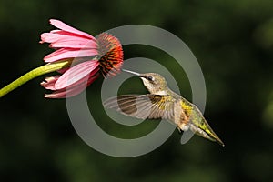 Ruby Throated Hummingbird Feeds From Flower