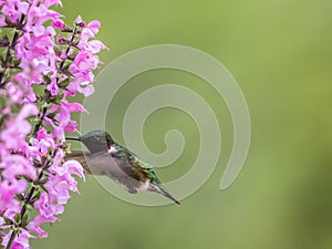 Ruby-throated Hummingbird feeds on Meadow Sage in S