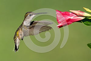 Ruby-throated Hummingbird (Female)