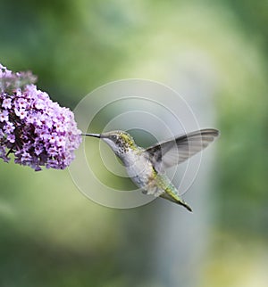 Ruby Throated Hummingbird Female