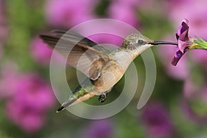 Ruby-throated Hummingbird