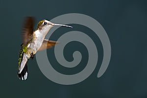 Ruby-throated Hummingbird
