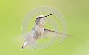 A Ruby-throated hummingbird female isolated on a green background in flight