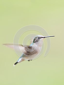 A Ruby-throated hummingbird female isolated on a green background in flight