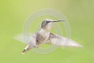 A Ruby-throated hummingbird female isolated on a green background in flight