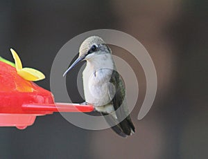 Ruby Throated Hummingbird Female Perched on a Feeder