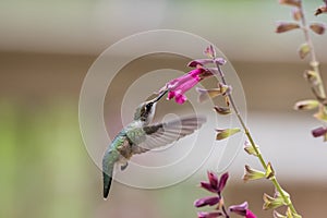 Ruby-Throated Hummingbird female on Pink Salvia light background