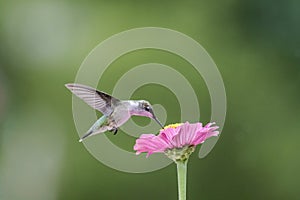 Ruby-Throated Hummingbird female on Pink Zinnia green background