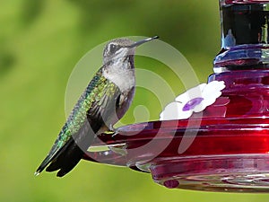 Ruby Throated Hummingbird - Female - on a red hummingbird feeder