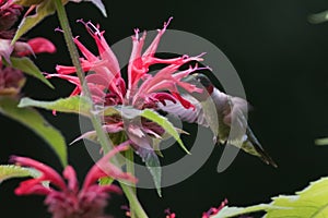 Ruby Throated Hummingbird