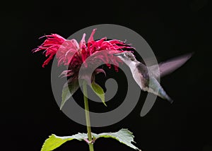 Ruby Throated Hummingbird