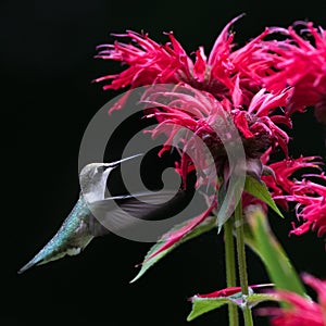 Ruby Throated Hummingbird