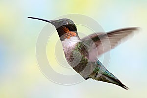 Ruby-throated Hummingbird In Flight