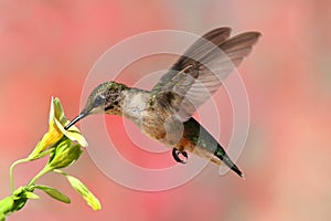 Ruby-throated Hummingbird In Flight