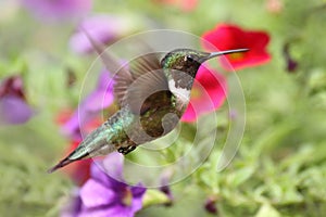 Ruby-throated Hummingbird In Flight