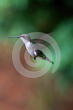 Ruby Throated Hummingbird in flight.