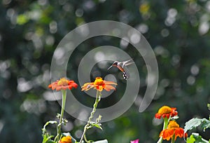 Ruby-throated hummingbird in flight above Mexican Sunflower 2 - Archilochus colubris
