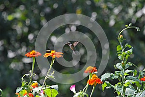 Ruby-throated hummingbird in flight above Mexican Sunflower - Archilochus colubris