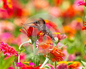 Ruby-throated Hummingbird in Flight across a Zinnia Garden