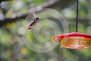 Ruby-throated hummingbird in Flight and Bald-faced Hornet - Archilochus colubris - Dolichovespula maculata