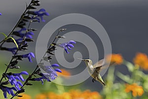 Ruby-throated Hummingbird in flight at blue sage