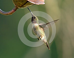 Hummingbird in Flight at Feeder