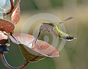 Ruby-Throated Hummingbird Flight at feeder