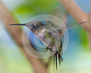 Ruby Throated Hummingbird in Flight