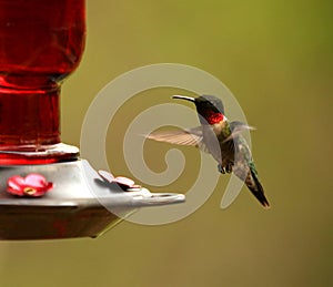 Ruby-throated hummingbird in flight to the nectar feeder