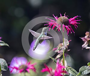 Ruby Throated Hummingbird and Flower