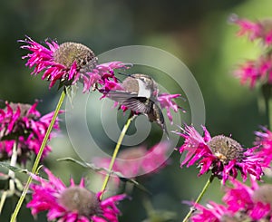Ruby Throated Hummingbird and Flower