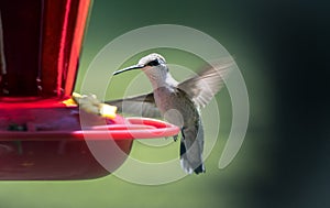 Ruby Throated Hummingbird flying at nectar feeder, Clarke County, Georgia USA