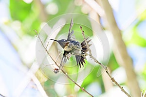 Ruby-throated Hummingbird flying off from a tree branch.