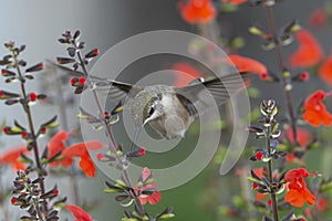 Ruby-throated Hummingbird Flying in the Tight Spaces of the Garden
