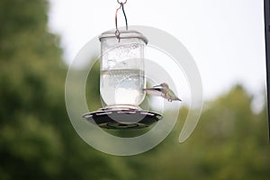 Ruby throated hummingbird frozen in the air with her wings out