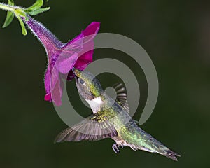 Ruby-throated Hummingbird