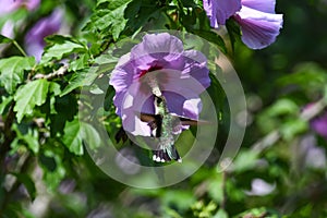 Ruby-Throated Hummingbird Getting Nectar from Light Purple Rose of Sharon Flower