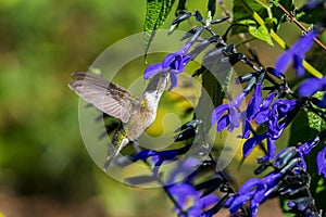 Ruby-throated hummingbird getting nectar from purple Salvia flower.