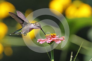 Ruby-throated hummingbird gliding in the air, capturing the sweet nectar from a vibrant flower