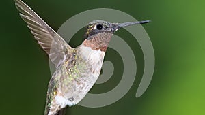 Ruby Throated Hummingbird Hovering in the Green Forest