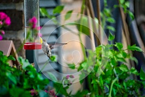 Ruby-Throated Hummingbird hovers in the air at a nectar feeder