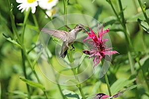 Ruby Throated Hummingbird Hovers in Flight while Feeding  on Bee Balm