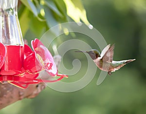 Ruby-Throated Hummingbird Approaches Feeder photo