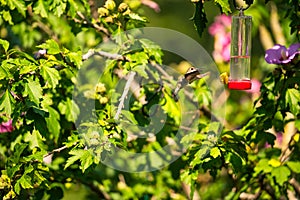 Ruby-Throated Hummingbird hovers near a nectar feeder