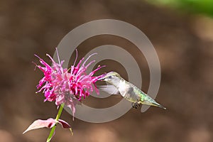 A Ruby-throated hummingbird hovers near a purple bee balm flower