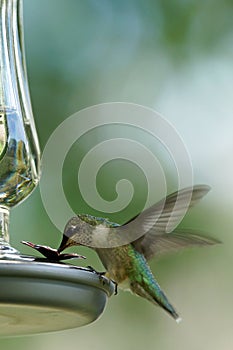 Ruby Throated Hummingbird - immature male